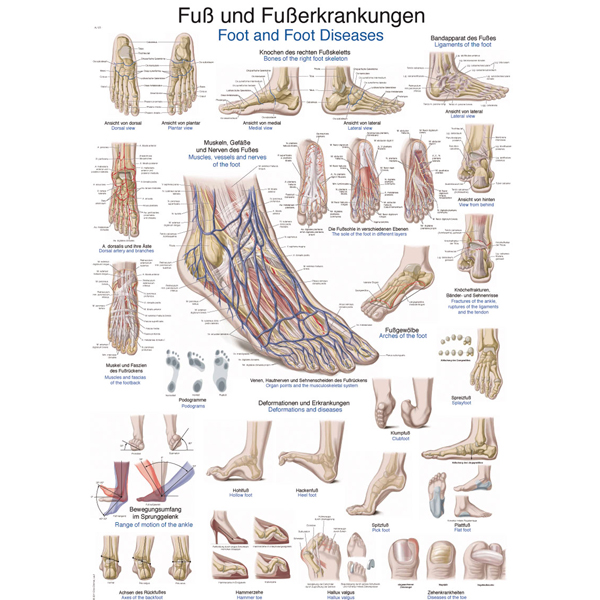 Anatomische Kaart De Voet En Voetziekten