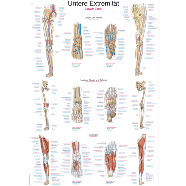 Anatomische Kaart Het Onderbeen