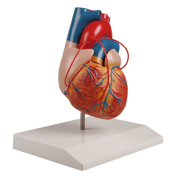 Model Van Het Hart Met Bypass - 2 Delig