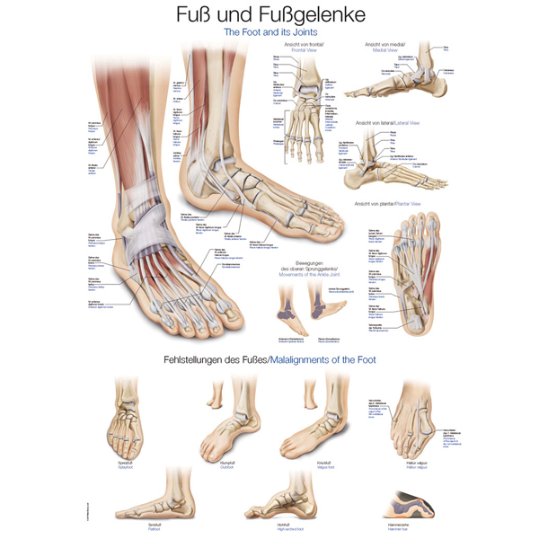 Anatomie Voet En Enkel