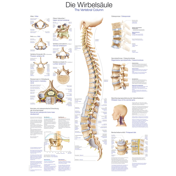 Anatomische Kaart De Wervelkolom