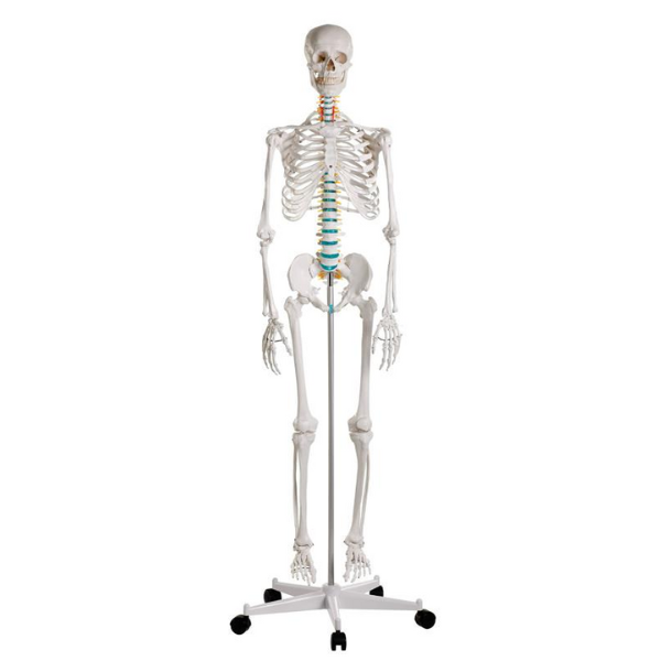 Tether Onweersbui genoeg Skelet Menselijk Lichaam | Anatomisch skelet van een volwassen man Oscar |  2960